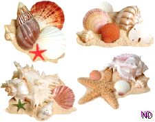 Seashell Cutouts