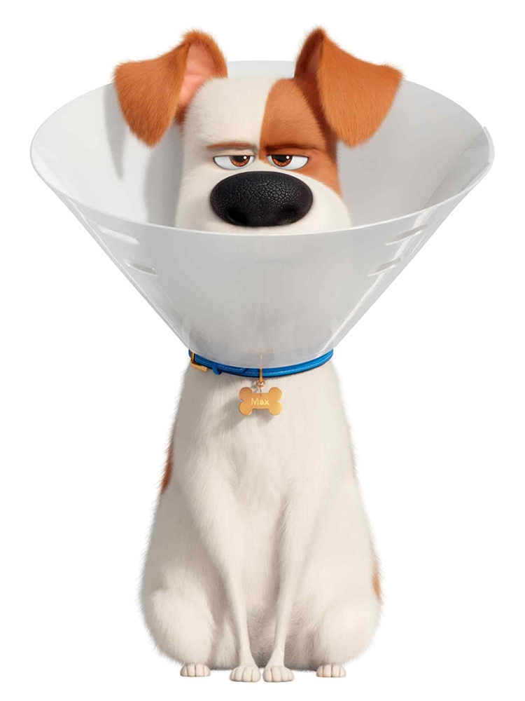 Max the Dog wearing a Cone Collar Cardboard Cutout