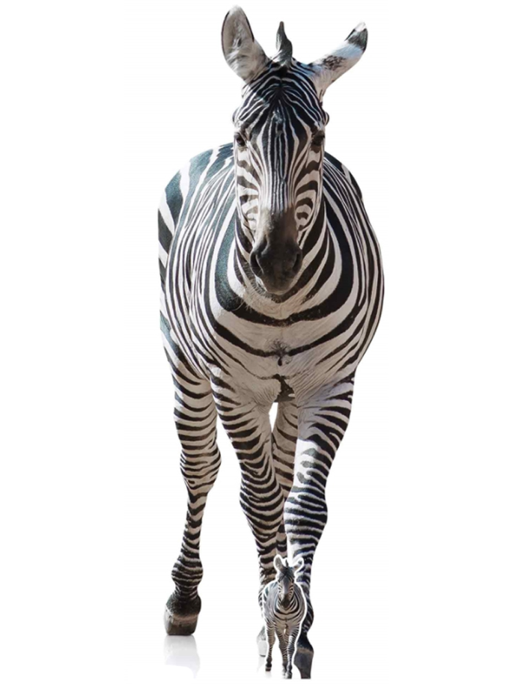 Adult Zebra Black and White 