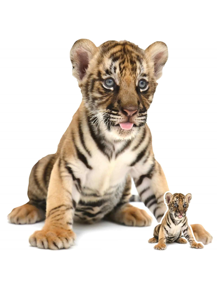 Bengal Tiger Cub Sitting Star Mini Cardboard Cutouts
