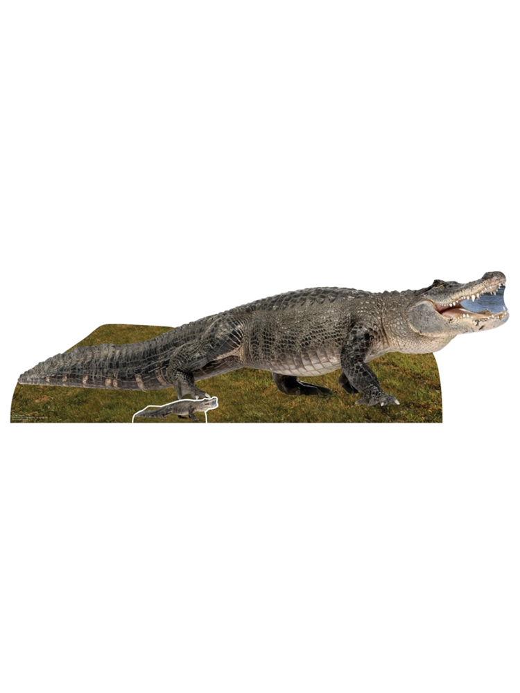 Fresh Water American Alligator Animal Cardboard Cutout 