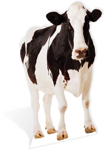 Cow - Cardboard Cutout