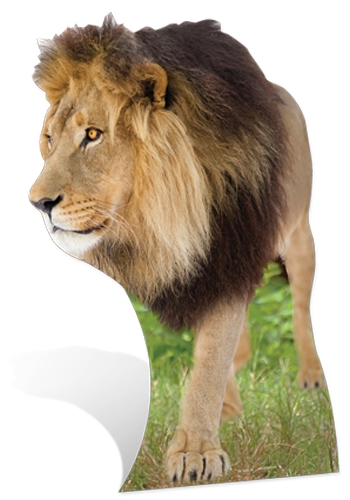 Lion Cardboard Cut-out 