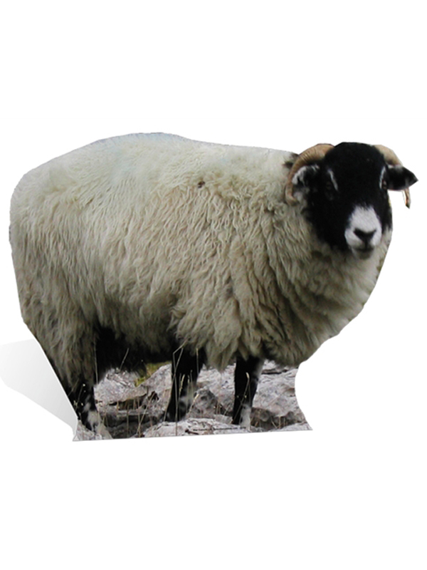 Sheep Cardboard Cutout