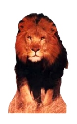 Lion Cardboard Cutout 