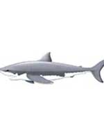 Giant Jointed Shark