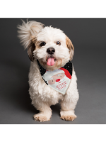 Personalised Santa Dog Bandana