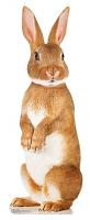 Cute Rabbit - Cardboard Cutout