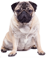 Pug Dog Giant Cut Out