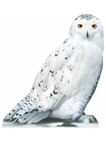 Hedwig Star Mini Harry Potter Cardboard Cutout 