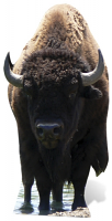 Bison (Buffalo) - Cardboard Cutout