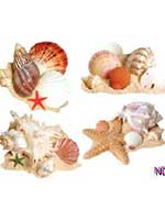 Seashell Cutouts